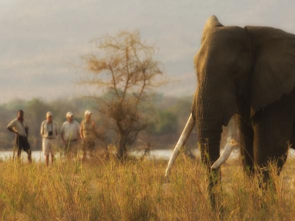 Zambezi Life Styles - Wildlife